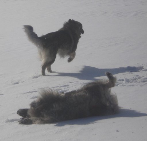 DSC02213 brita rogele shar galopp